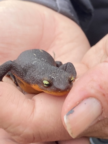 iNaturalist observation photo of Rough-skinned Newt