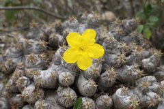 Pachypodium