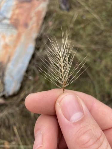 iNaturalist observation photo of medusa head