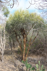 Euphorbia plagiantha image