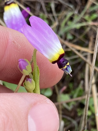 iNaturalist observation photo of Padre's Shooting Star