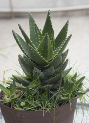 Aloe brevifolia
