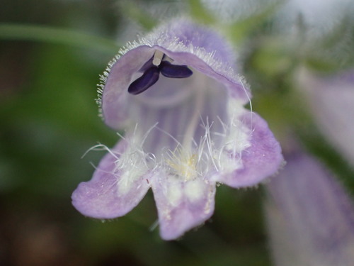 Bleakly's Penstemon (Penstemon bleaklyi)