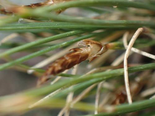 Blackroot Sedge (Carex elynoides)