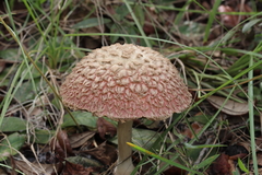 Boletellus ananas image