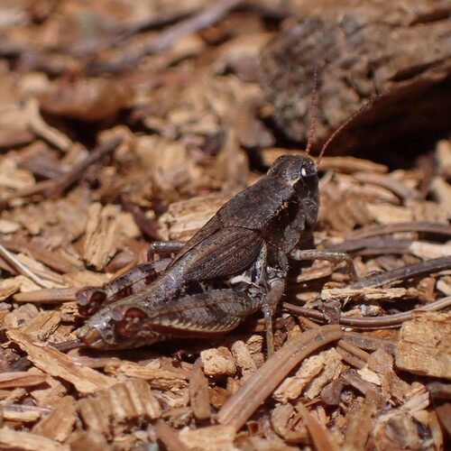 Melanoplus culebra