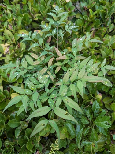 Heavenly bamboo