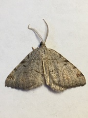 Macaria quadrilinearia