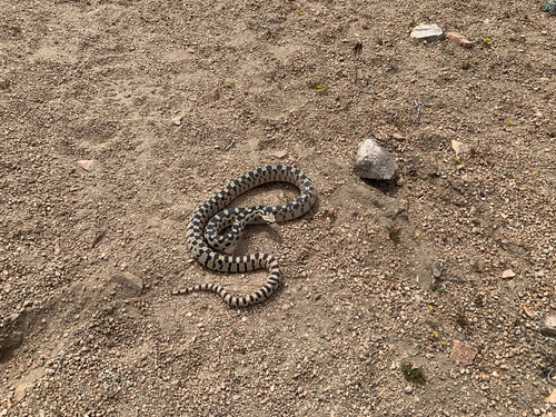 iNaturalist observation photo of Gopher Snake