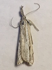 Agriphila attenuatus