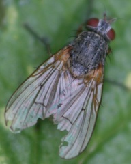Helina impuncta