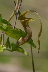 Aristolochia pringlei