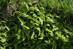 Blechnum blechnoides
