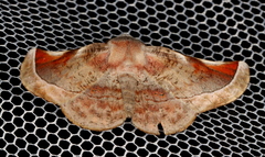 Oenochroma turneri