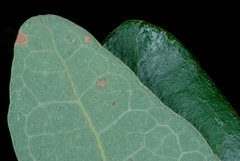 Quercus stellata