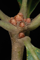 Quercus stellata