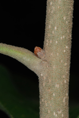 Quercus stellata