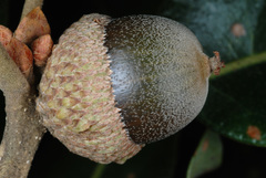 Quercus stellata