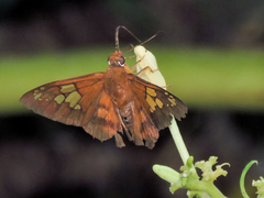 Nascus phocus