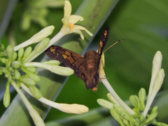 Nascus phocus