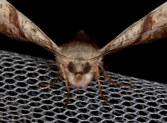 Oenochroma turneri