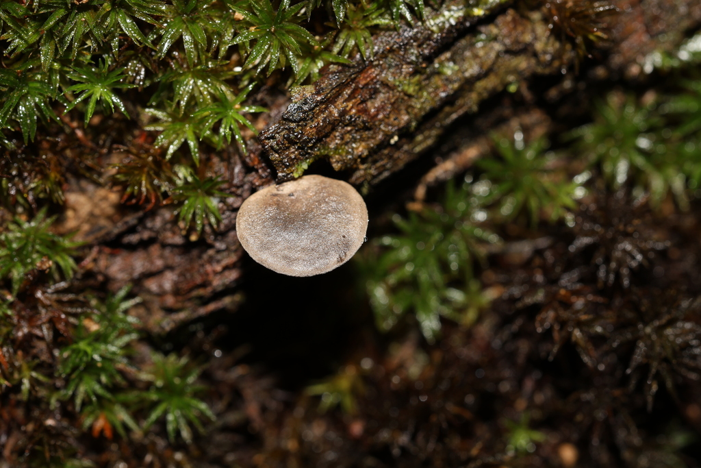 Rhodocybe sp. 'IN03'