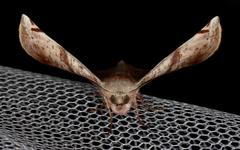 Oenochroma turneri