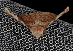 Oenochroma turneri