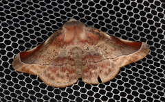 Oenochroma turneri