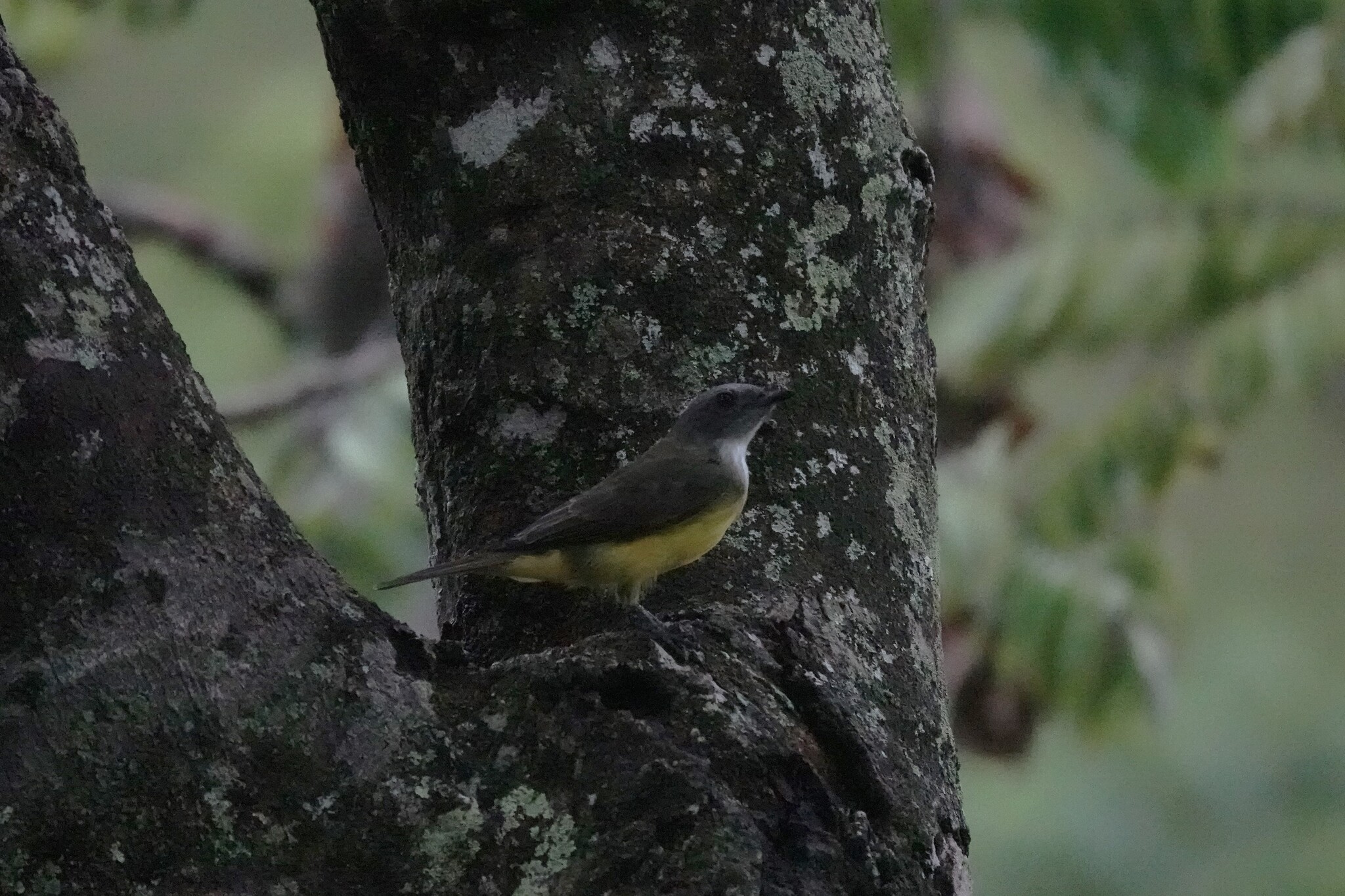 Sulphury Flycatcher (Tyrannopsis sulphurea), photo 3