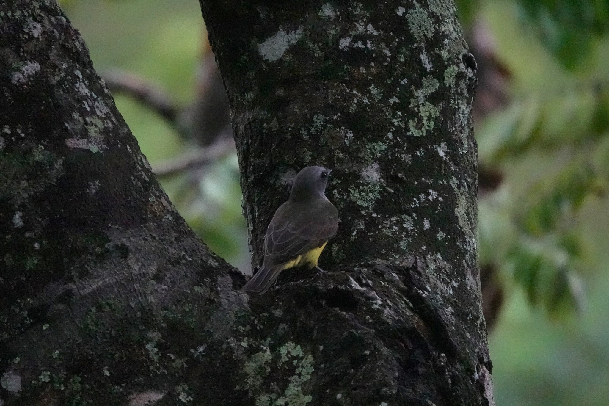 Sulphury Flycatcher (Tyrannopsis sulphurea), photo 4