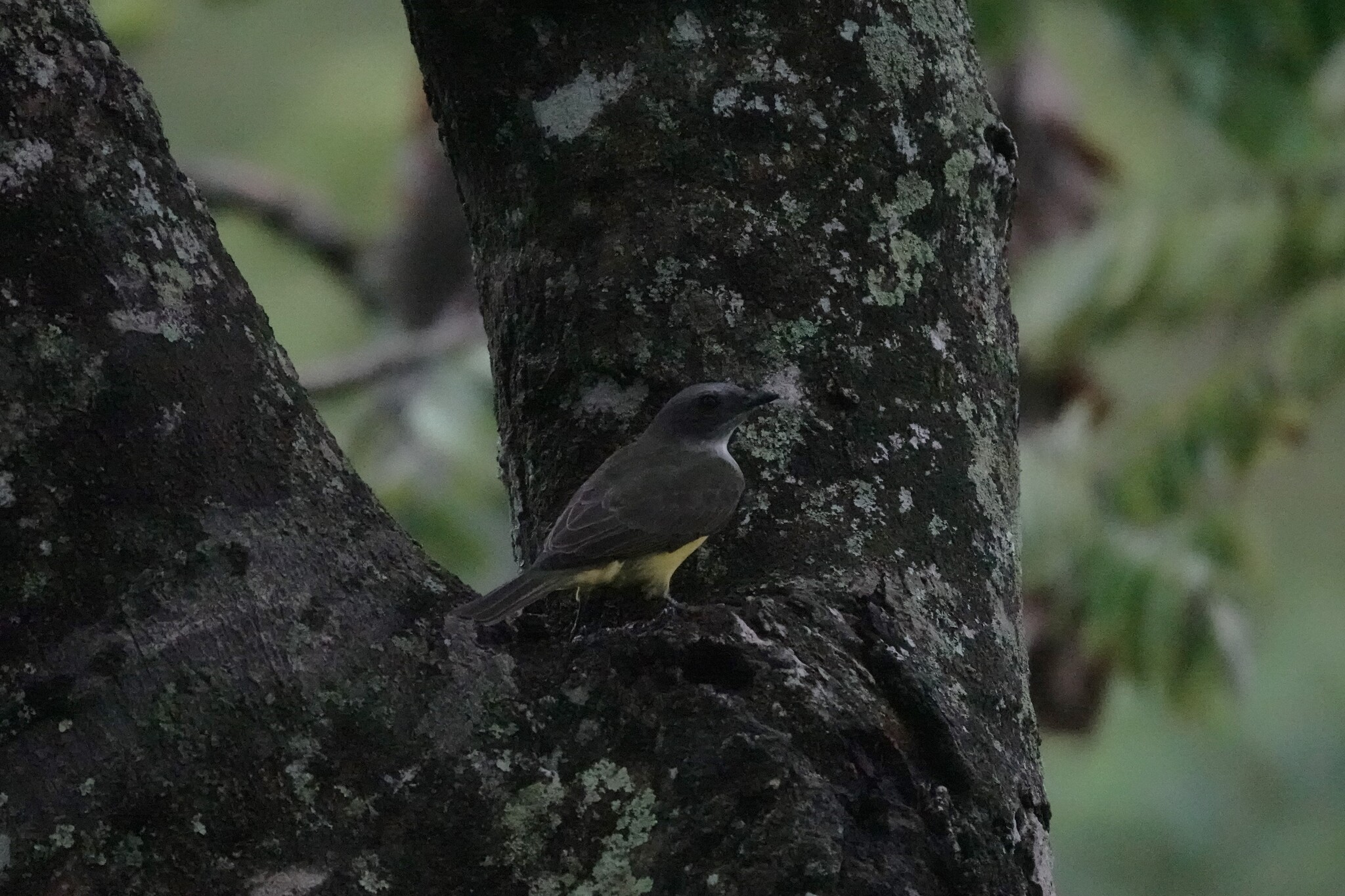 Sulphury Flycatcher (Tyrannopsis sulphurea), photo 5
