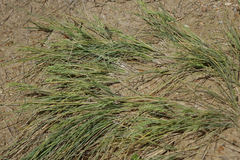 Poa astonii