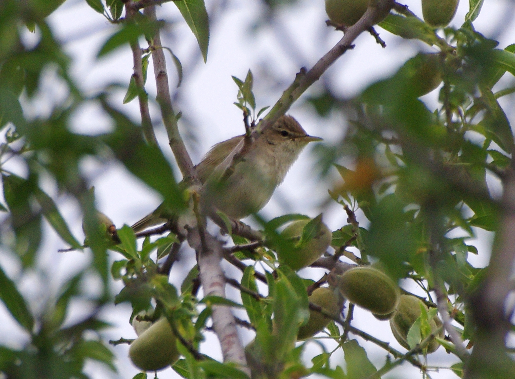Olive-tree Warbler (Hippolais olivetorum)