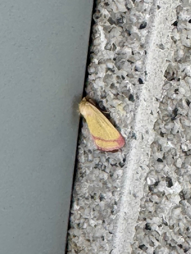 Heliocheilus toralis photo 4