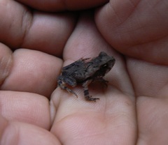 Incilius tutelarius