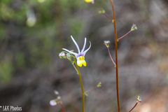 Nemesia cheiranthus
