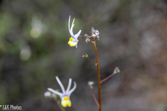 Nemesia cheiranthus