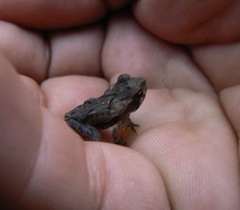 Incilius tutelarius