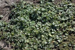 Atriplex buchananii