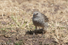 Histurgops ruficauda