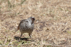 Histurgops ruficauda