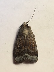 Abagrotis scopeops