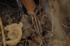 Stenocercus iridescens