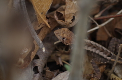 Stenocercus iridescens
