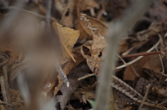 Stenocercus iridescens