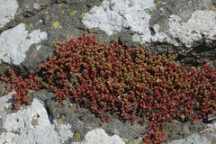 Crassula moschata