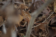 Stenocercus iridescens