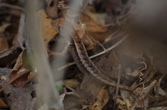 Stenocercus iridescens