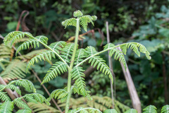 Hypolepis dicksonioides